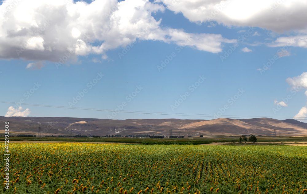 field of sunflowers and sky