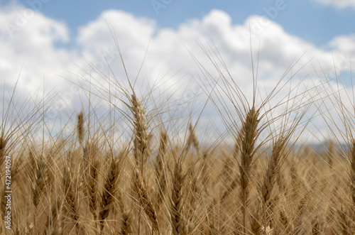 golden wheat field