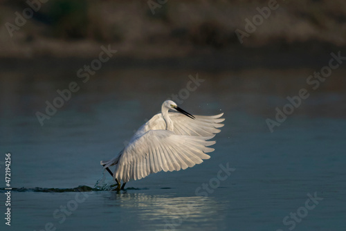 little egret with full wings span landing in the blue water lake 