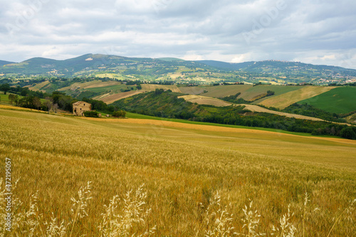 Rural landscape near Cingoli and Appignano, Marche, Italy photo