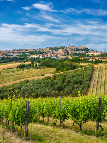 View of Camerano  Ancona province  and vineyards