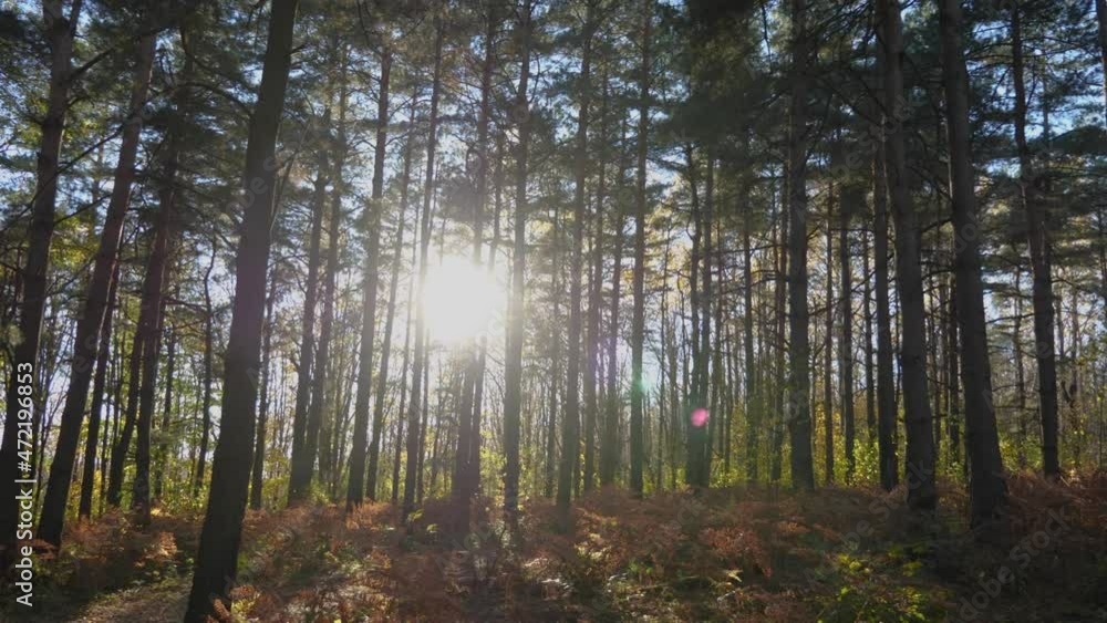 The autumn sun shines through the tree trunks. Yellow ferns ripple in the wind. A beautiful glare from the lens. Camera movement from right to left. Evening in the pine forest The autumn sun shines through the tree trunks. Yellow ferns ripple in the wind. A beautiful glare from the lens. Camera movement from right to left. Evening in the pine forest