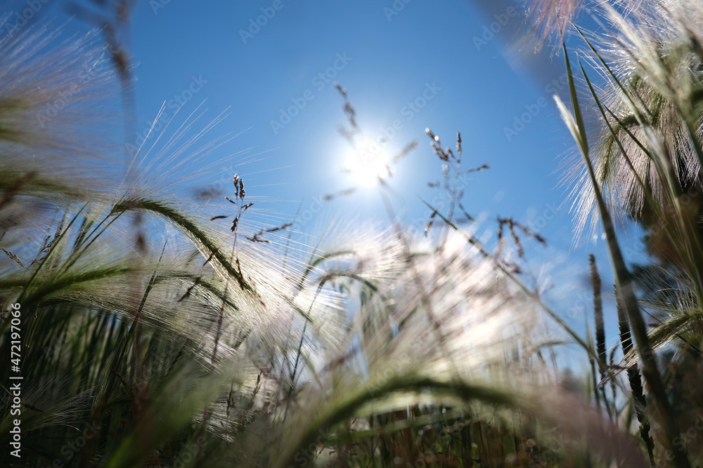 Obraz premium Feather Pennisetum, Mission Grass against blue sky and sunlight . Abstract summer background concept.