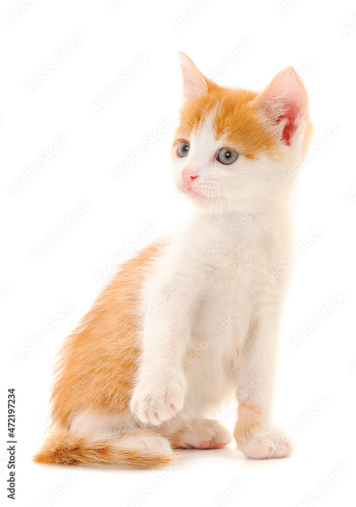 Small red kitten.