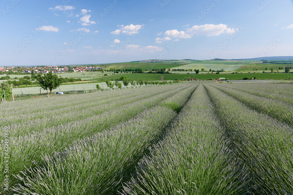 lavender field in south Moravia