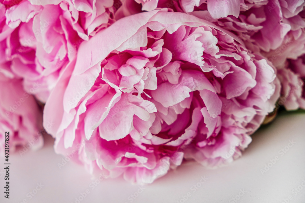 Close up of beautiful pink peony flowers - obrazy, fototapety, plakaty 