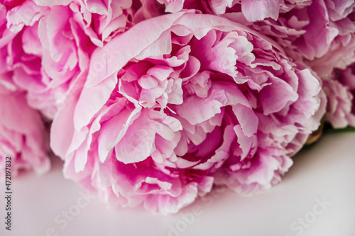 Close up of beautiful pink peony flowers