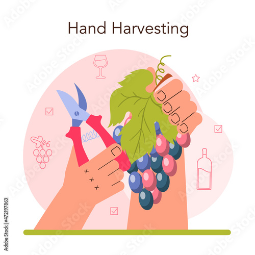 Wine production. Grape selection, cultivation and harvesting