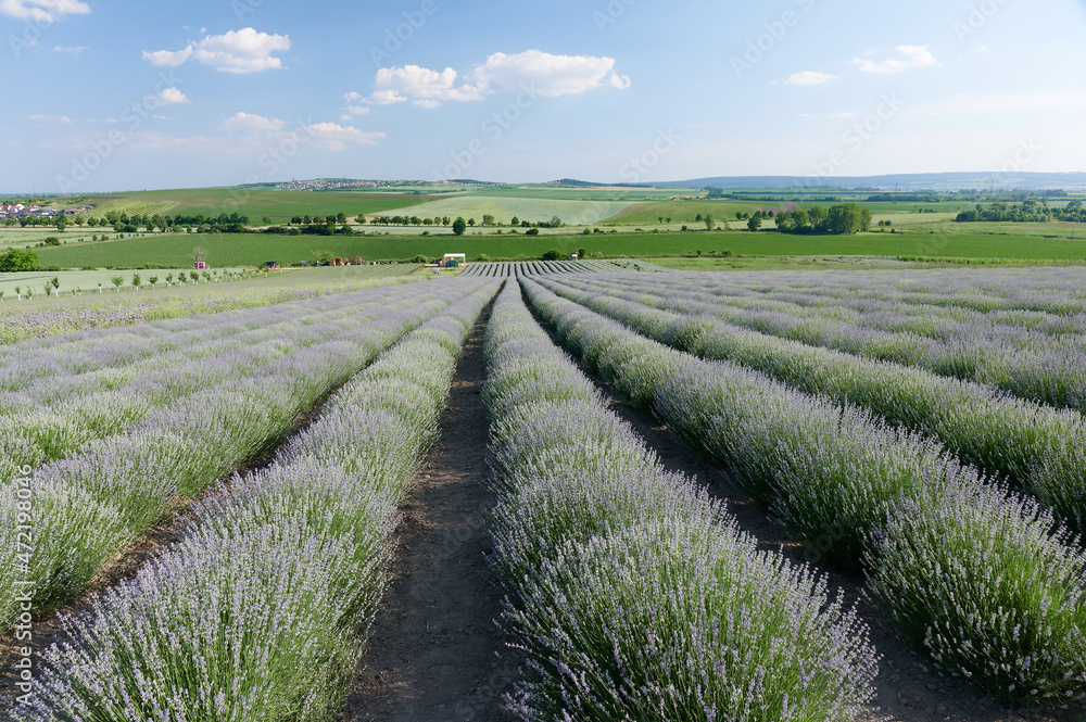 lavender field in south Moravia lavender field in south Moravia