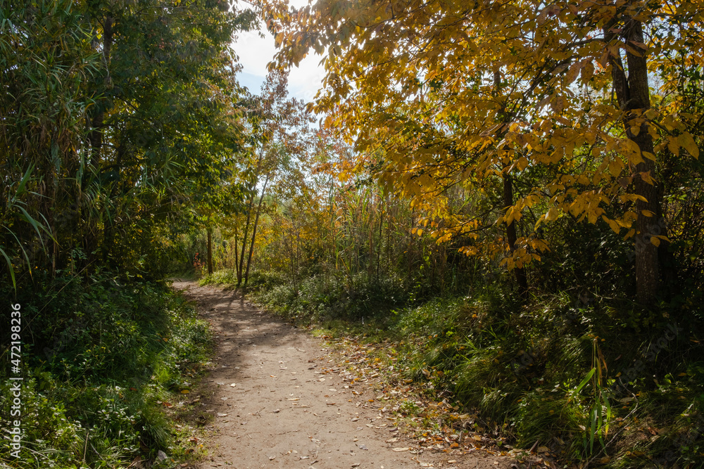 Fototapeta premium Bonitas hojas rojizas de otoño en Cataluña