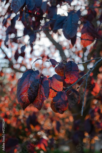 Bonitas hojas rojizas de otoño en Cataluña photo