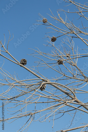 Cones on a tree with blue sky background