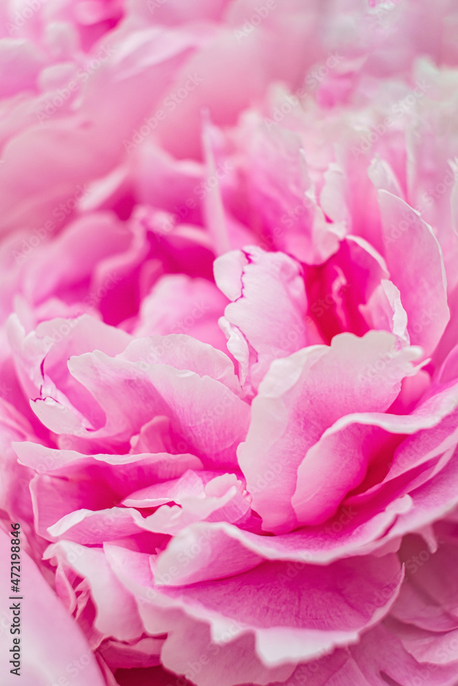 Close up of beautiful pink peony flowers