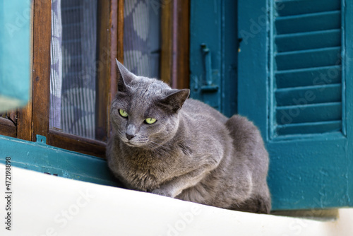 Bild auf Leinwand Gray elderly domestic cat lies at window of house outdoor