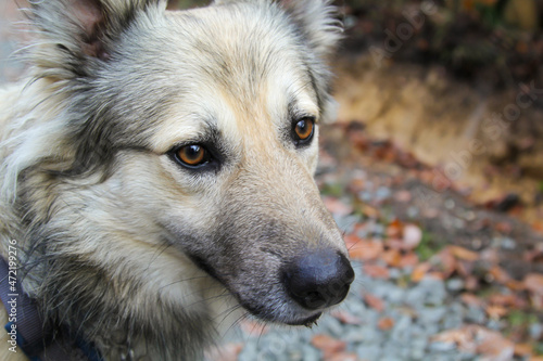 Portrait eines Hundes im Wald. Ein Hund beobachtet seine Umgebung. photo