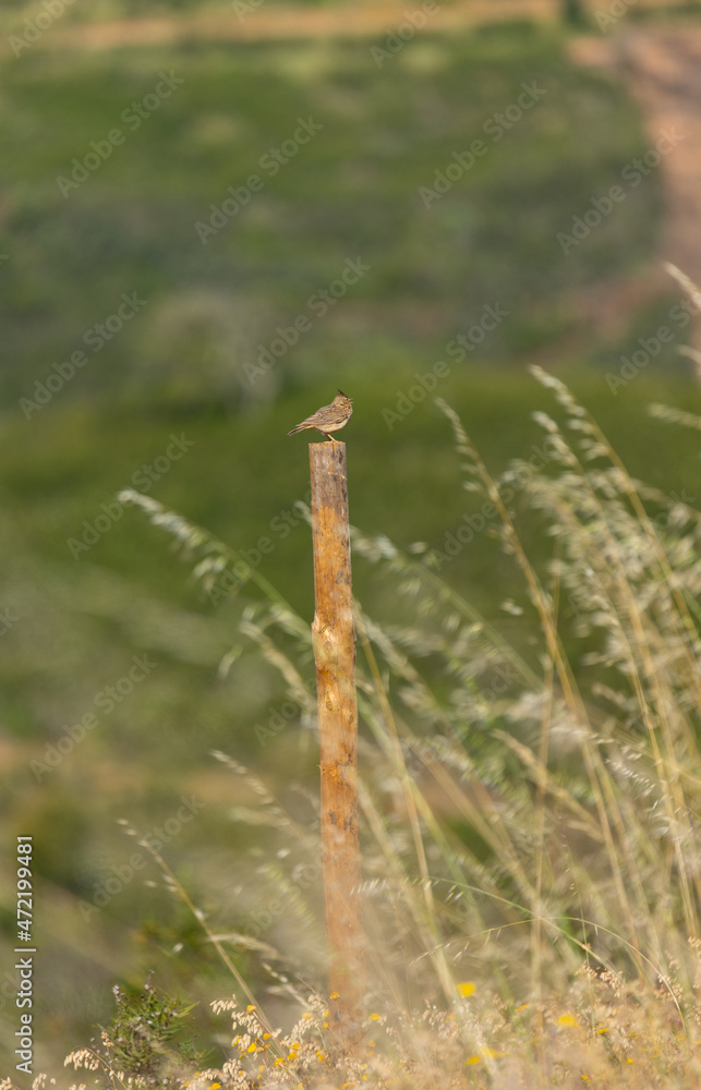 Crested Lark or Galerida cristata singing in the early morning. Somewhere in the Algarve region of Portugal.