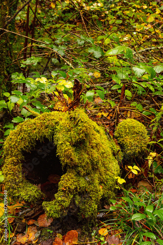 Muniellos comprehensive natural reserve, between the councils of Cangas del Narcea and Ibias. photo