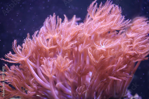 Eine Koralle die sich in der Strömung des Wassers bewegt. 