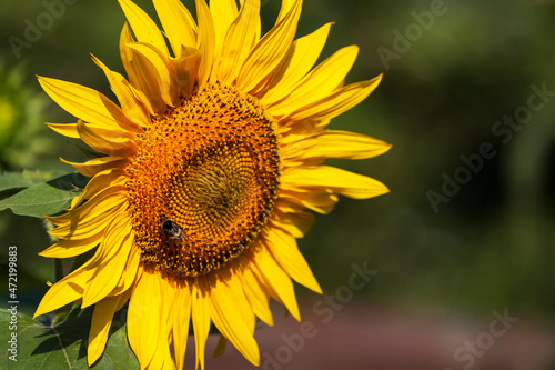 Blooming bright yellow sunflower. Sunflower field at the farm. Ripe sunflower seeds surrounded by yellow leaves in spring.