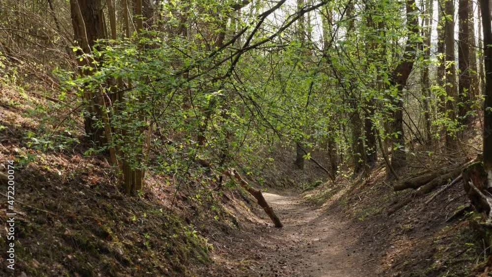 Pov walk in the empty spring forest path. Pov walk in the empty spring forest path.