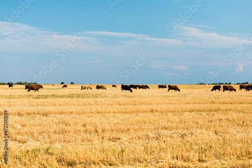 Cows on a yellow field and blue sky.