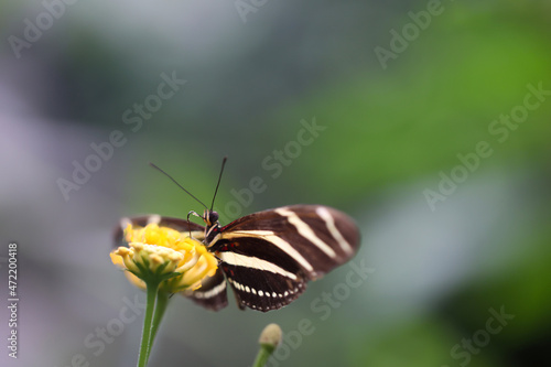 Ein exotischer Schmetterling auf einer Pflanze.
