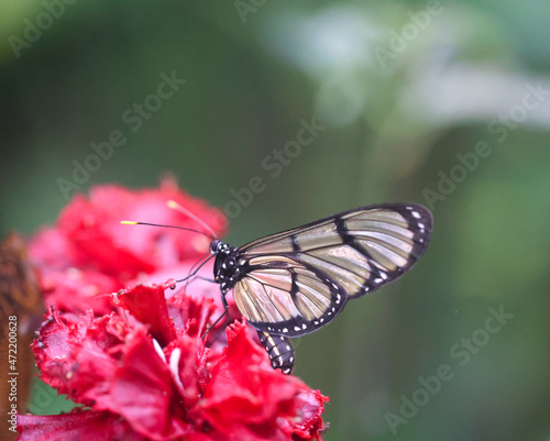 Ein exotischer Schmetterling auf einer Pflanze. 
