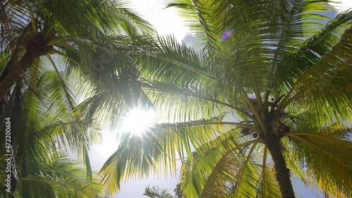 Coconut palm trees bottom view. Green palm tree on blue sky background. View of palm trees against sky. Beach on the tropical island. Palm trees at sunlight. Advertising shot. Tropic island