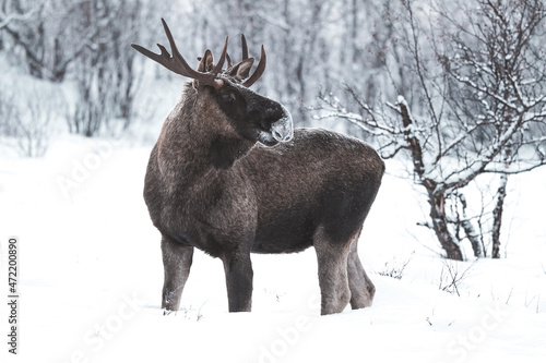 Photography moose in the forest winter in lapland