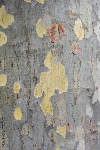 London plane