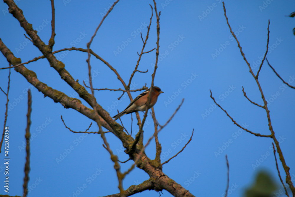 Ein Eichelhäher sitz hoch oben in einem toten Baum. Ein Eichelhäher sitz hoch oben in einem toten Baum.