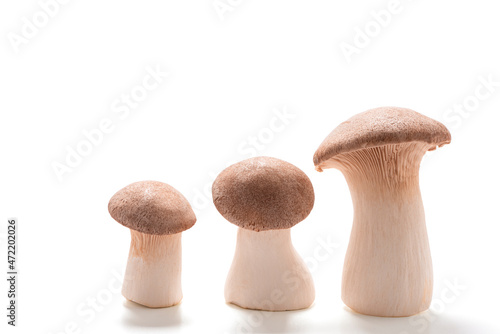 Drei große und kleine Kräuterseitlinge vor einem weißen Hintergrund