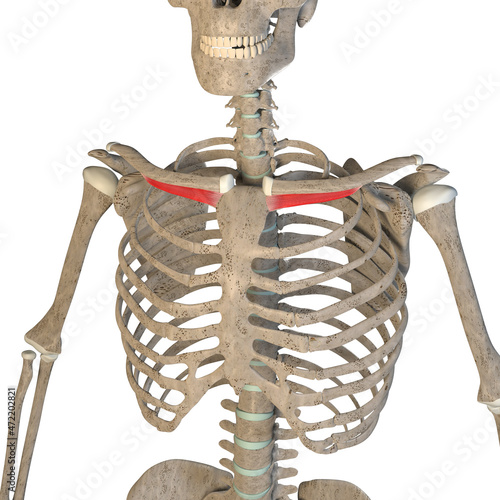 3d Illustration of the Subclavius Muscles on White Background