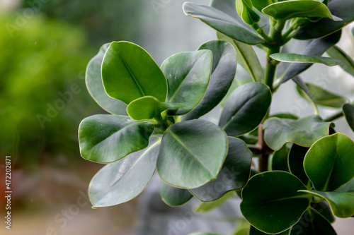 Selective focus green leaves of Autograph tree on windowsill, Clusia rosea is a tropical and sub-tropical plant species in the genus Clusia, Nature leaves background, House decoration plant. photo