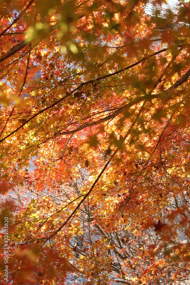  紅葉後のモミジの素敵な景色！日本の四季