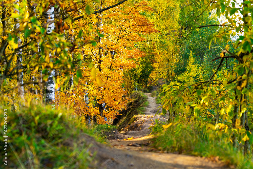A pedestrian path going into the distance in the autumn forest. Vsevolozhsk, Leningrad region