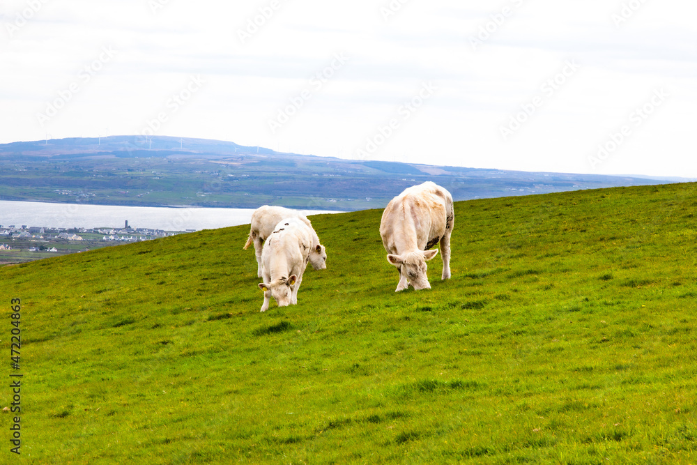 Fototapeta premium cows in the field in ireland