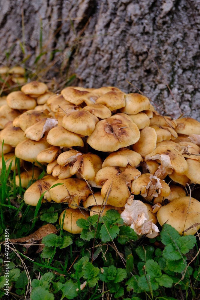 Bundle Of Tawn Mushrooms On A Stump. Pleurotus Eryngii Mushrooms On Grass Bundle Of Tawn Mushrooms On A Stump. Pleurotus Eryngii Mushrooms On Grass