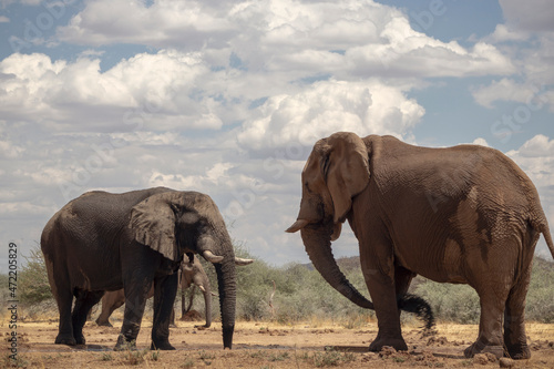 Two african elephants in the grasslands of Etosha National Park, Namibia.