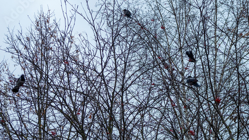 Colony of European Jackdaw Birds. A colony of jackdaw nesting high up in bare treetops against a dark cloudy sky.