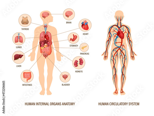 Human body anatomy infographic of structure of human organs