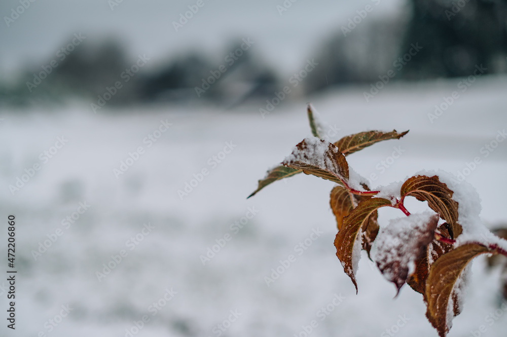 Fototapeta premium Winter nature background. Plants covered with first snow