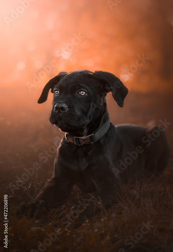 Black puppy in sunset light with bokeh