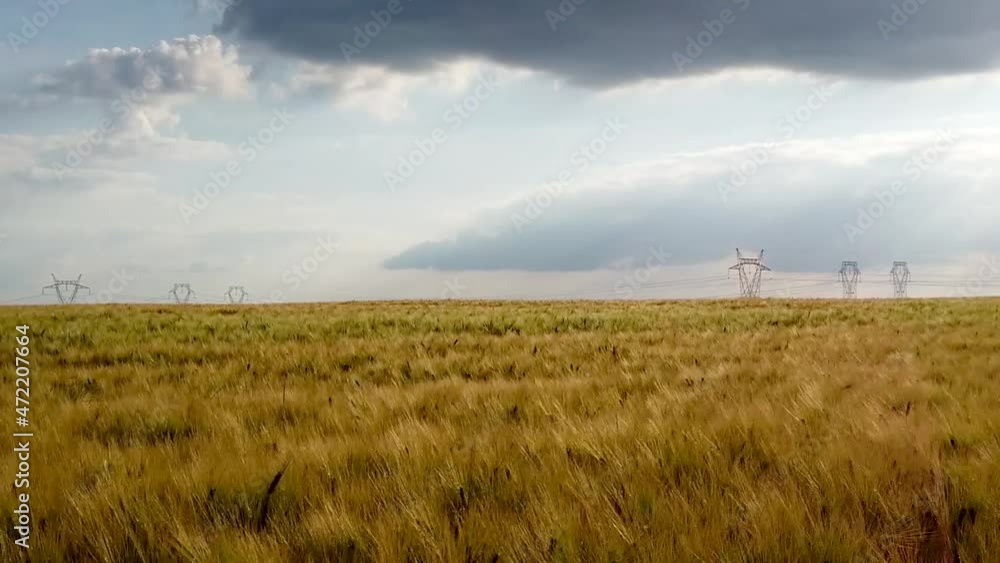 Slow motion pan left over corn field in a country side landscape with hight voltage line in background Slow motion pan left over corn field in a country side landscape with hight voltage line in background