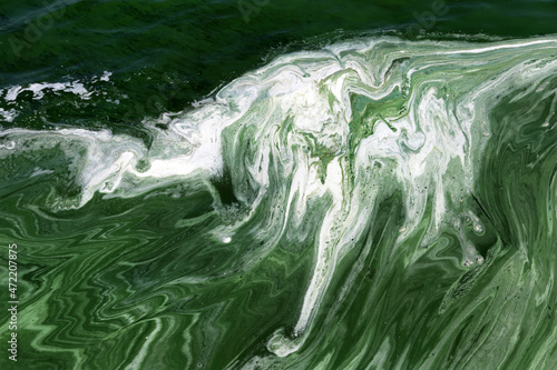 Algal bloom in a river, polluted green water photo