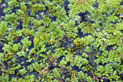 Floating fern  Salvinia natans  on water surface