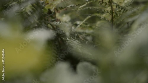 closeup pan through fresh mint and ferns