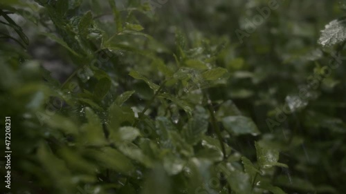 fresh mint in rain photo