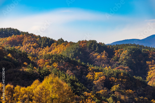 美しい山と紅葉した木