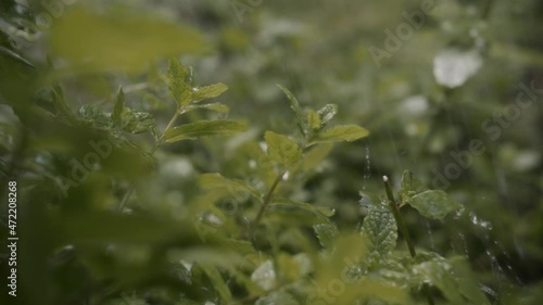 fresh mint in rain garden